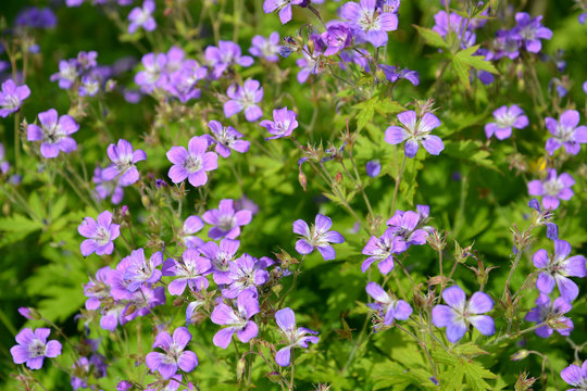 The blossoming geranium forest (Geranium sylvaticum L.)