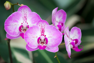 Obraz premium Beautiful orchid flowers