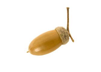 Acorn