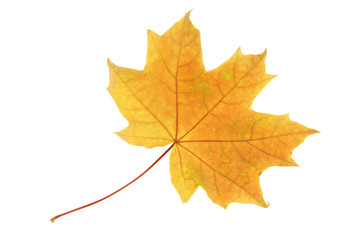 Autumn maple leaf