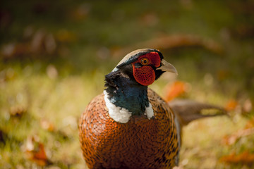 A pheasant walking on a lawn in Autumn