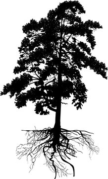 isolated black large pine with root