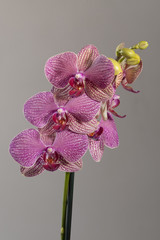Phalaenopsis