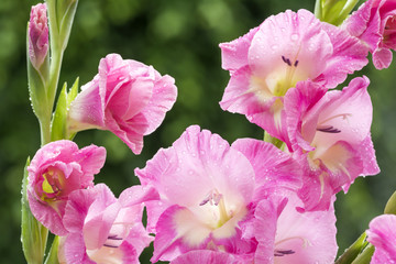 水滴の付いたピンク色のトウショウブの花