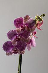 Phalaenopsis