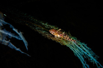 Relaxing fish during night diving 