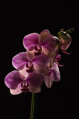 Phalaenopsis
