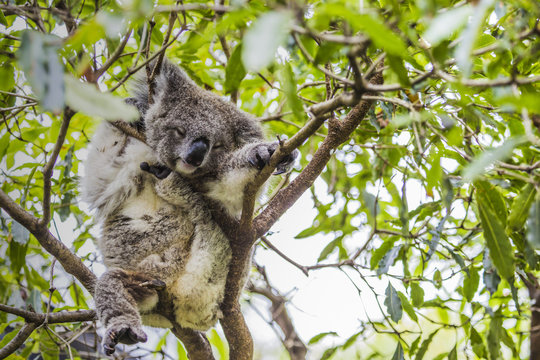 Sleeping koala on eucalyptus tree