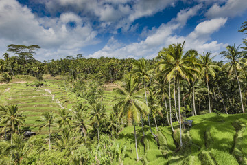 Fototapeta na wymiar Beautiful green terrace paddy fields on Bali, Indonesia