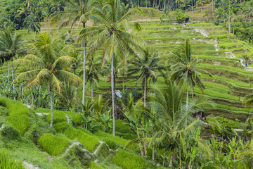 Beautiful green terrace paddy fields on Bali, Indonesia