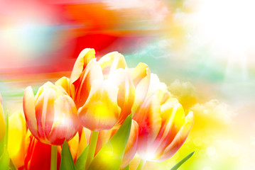 Tulip flowers close up