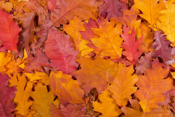 Naklejka na ściany i meble Texture of fallen autumn leaves