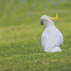 Cockatoo in Botanic garden of Sydney Australia