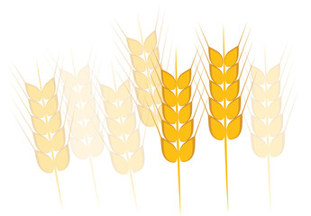Field of Wheat, Barley or Rye Vector Illustration