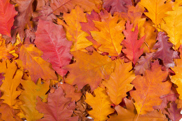 Naklejka na ściany i meble Texture of fallen autumn leaves