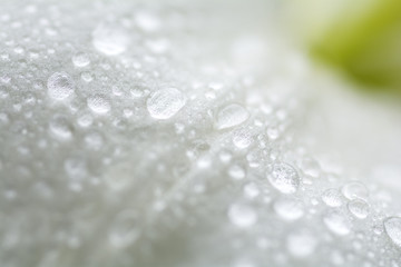 白いスカシユリの花のアップと水滴