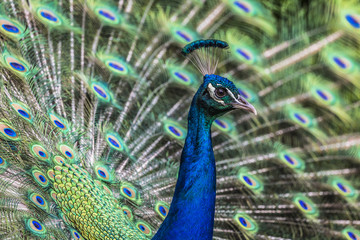 Portrait of beautiful peacock with feathers out