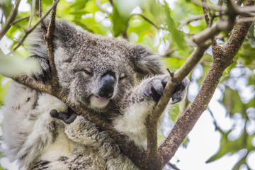 Fototapeta premium Sleeping koala on eucalyptus tree