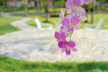 Dendrobium orchid on blurred outdoor chairs background in garden