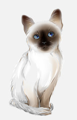 portrait of the  thai cat - 95625697