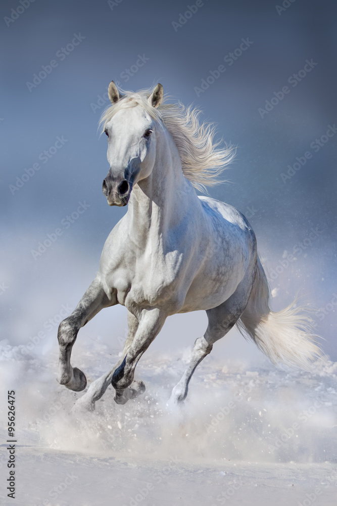 Wall mural horse in snow