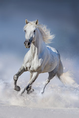 Naklejka premium Koń w śniegu