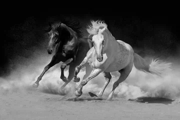 Foto op Plexiglas Paard Andalusisch paard twee in woestijnstof tegen donkere achtergrond