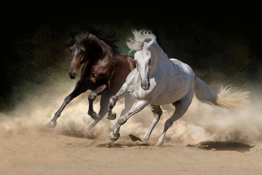 Fototapeta Two andalusian horse in desert dust against dark background