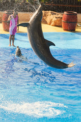 dolphin jumps in the blue pool