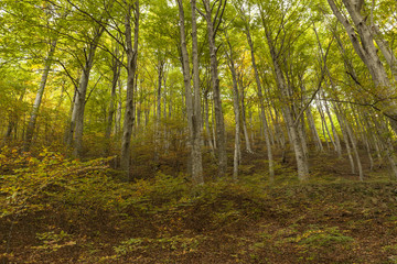 Obraz premium Foresta di lecci. Alberi protesi verso il cielo