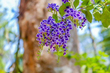Obraz premium Purple Golden Dew Drop Flowers, violet color