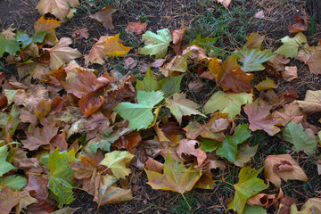 detail of fallen leaves