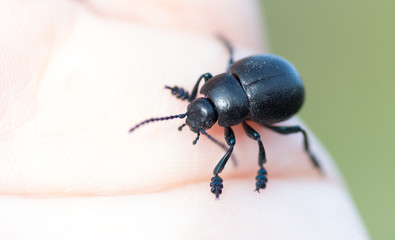 coléoptère noir, timarcha tenebriscosa