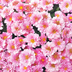 bright pink chrysanthemum flowers square background