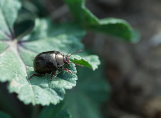 Coléoptère noir, Timarcha Tenebriscosa
