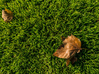 Fall leaves background