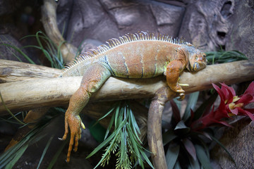 Игуана