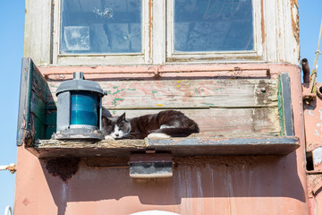 Sleeping cat and lamp