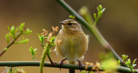 Phylloscopus canariensis