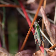 Sauterelle sur vigne vierge
