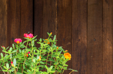 Fresh flowers against wodd background