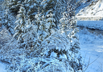 Winter brook with snowy trees.