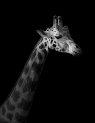 Papier Peint photo Lavable Girafe Girafe sur fond noir