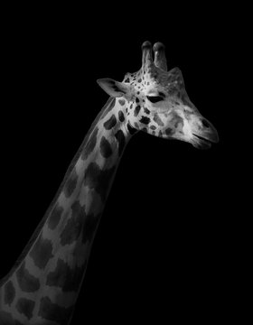 Giraffe on black background