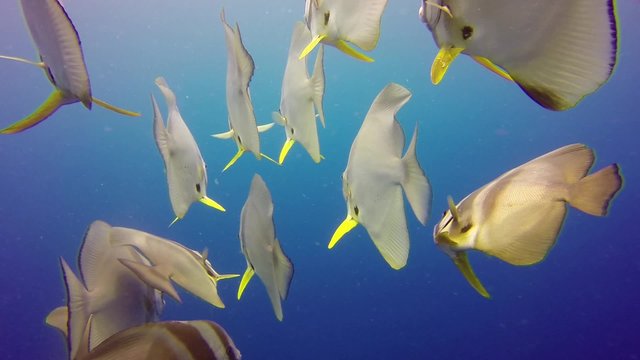 colorful fish on coral reef
