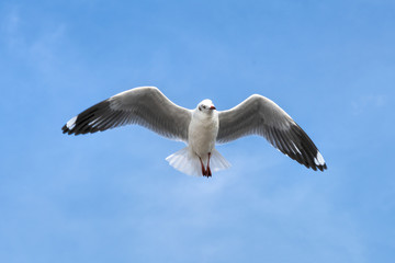 Seagull flying on blue sky