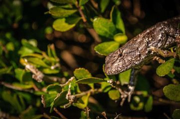 Brown Lizzard Looking Out A Hedge