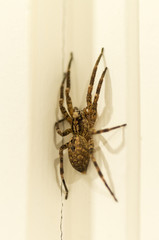 Araignée