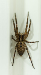 Araignée