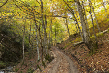 Obraz premium Sentiero nella foresta : escursionismo